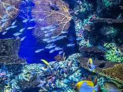 -上海海洋水族馆