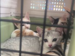 -瑞派旺宝宠物医院·犬猫全科综合·尿道专科(莲兴院)