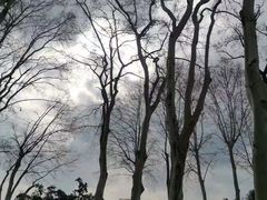 -武汉大学-樱园