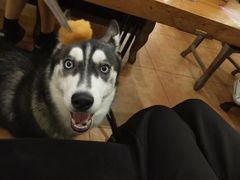 -more than meow吴止猫主题餐厅(承德 中船汇店)