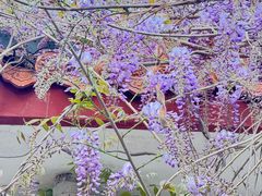-西苑公园