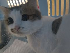 -瑞鹏宠物医院·骨科·猫科·内科(第一中心)