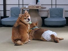 -逗柴咖啡屋·狗咖猫咖宠物桌游