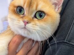 -翊宠yipet猫狗购宠庄园犬舍•猫舍