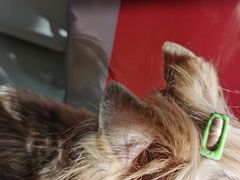 -欧奕国际动物医院