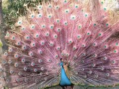 -北京麋鹿生态实验中心