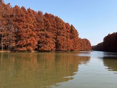 -上海海湾国家森林公园