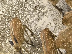 -青藏高原野生动物园