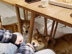 -柴务处·柴犬主题狗咖