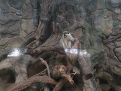 -泉州海丝野生动物世界