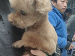-宠福鑫康馨动物医院·骨科·眼科