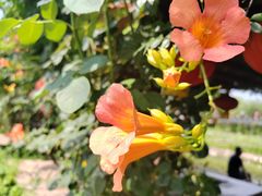 -同銮特种养殖场·龙虾垂钓