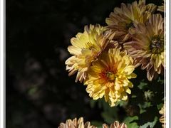 -杭州植物园