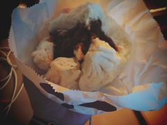 -老佛爷饼店
