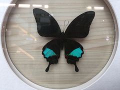 -琴岛之星摩天轮