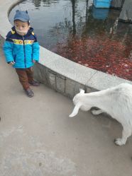 -上美四季动物农场