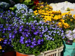 -溪岸路花鸟市场