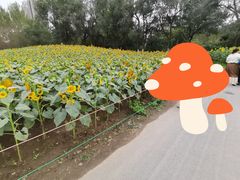 -长白岛森林公园