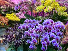 -双季花艺园艺市场(浦东店)