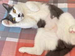 -北京恒爱动物医院(清景园分院)