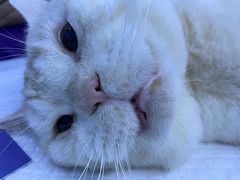 -萌兽医馆·宠物医院·猫骨科(创景店)