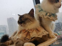 -怪兽屋·羊驼·猫咖·狗咖(俊华广场店)