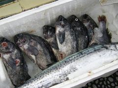 不知名的魚兒-海岛渔村大酒店(云霄路店)