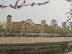 -桃花堤公园
