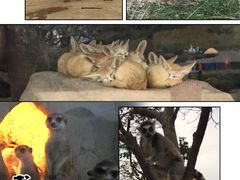 -上海野生动物园