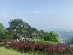 -铁山坪森林公园