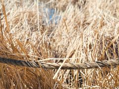 -野鸭湖国家湿地公园