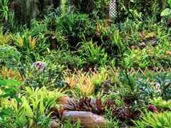 -中国科学院西双版纳热带植物园