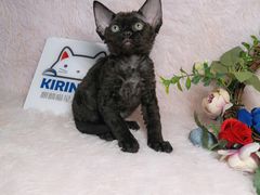 -十年猫舍·猫咪专门店(普陀店)