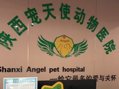 -天使宠物医院·犬猫分诊(彩虹店)