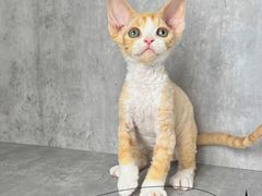 -小猫来了·猫舍(红山六九七九店)