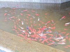 -邱金小炒·30 年盐帮江湖菜(自贡店)