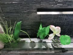 -大榕树下顺德菜(融创茂店)