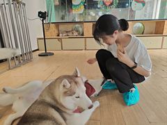 -Husky Go! 哈士奇体验馆·宠物咖啡厅狗咖
