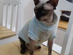 -李小姐の猫咖啡馆(五角场店)