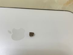 -小苍兰风铃草·礼物蛋糕(沈阳店)