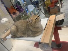 -momokira米努特·德文卷毛猫·棉花面纱犬