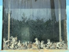 -秦皇岛野生动物园