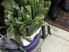 -金鹏鱼肉馆