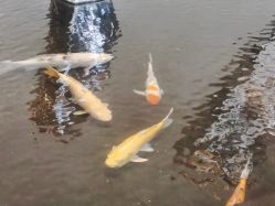 -静安洲际酒店·宴会厅