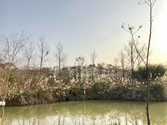 -白鹭湾湿地公园