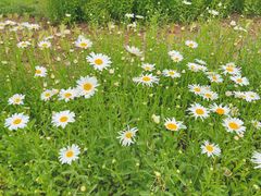 -汉长安城未央宫国家考古遗址公园