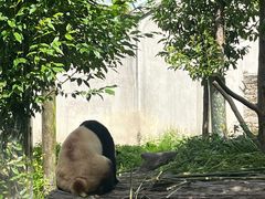 -卧龙中华大熊猫苑神树坪基地
