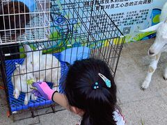 -上海佘山世茂艾美酒店