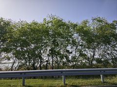 -西京湾花海