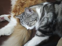 -MOCHA明星猫咖(田子坊店)